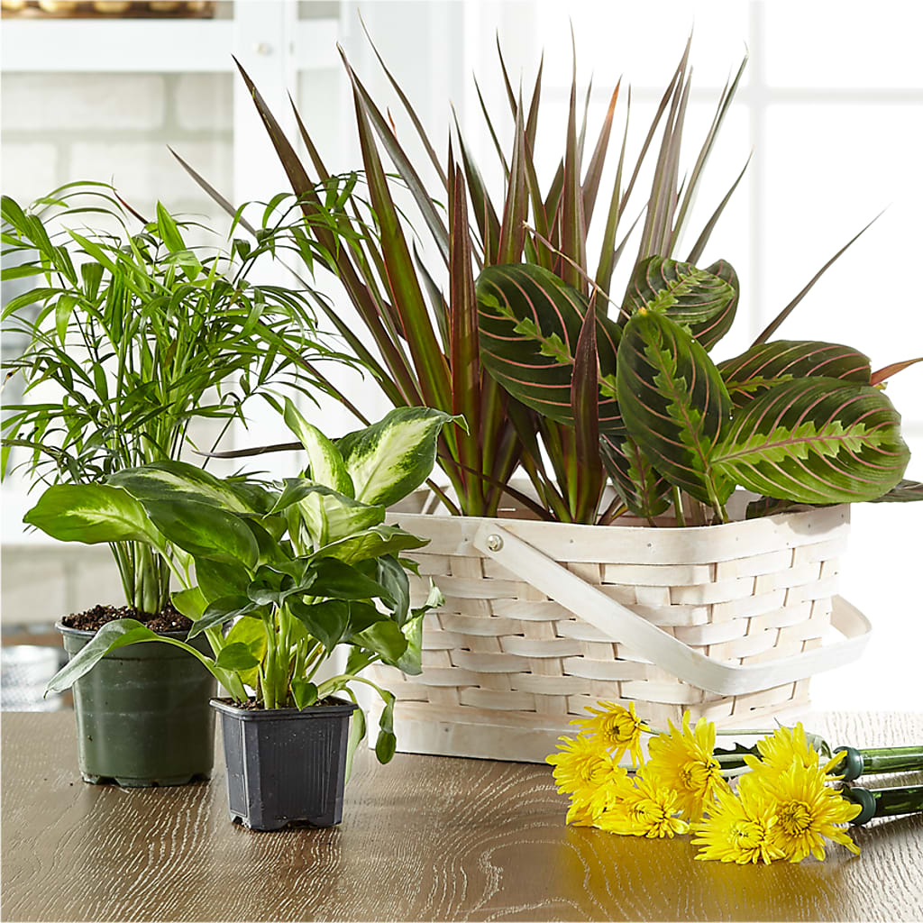 Florist Designed Blooming and Green Plants in a Basket – Harpers House Of Flowers, Goldsboro NC