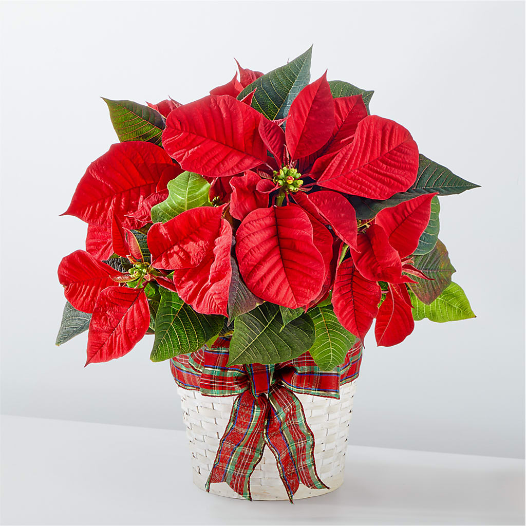 Happiest Holidays Poinsettia – Harpers House Of Flowers, Goldsboro NC