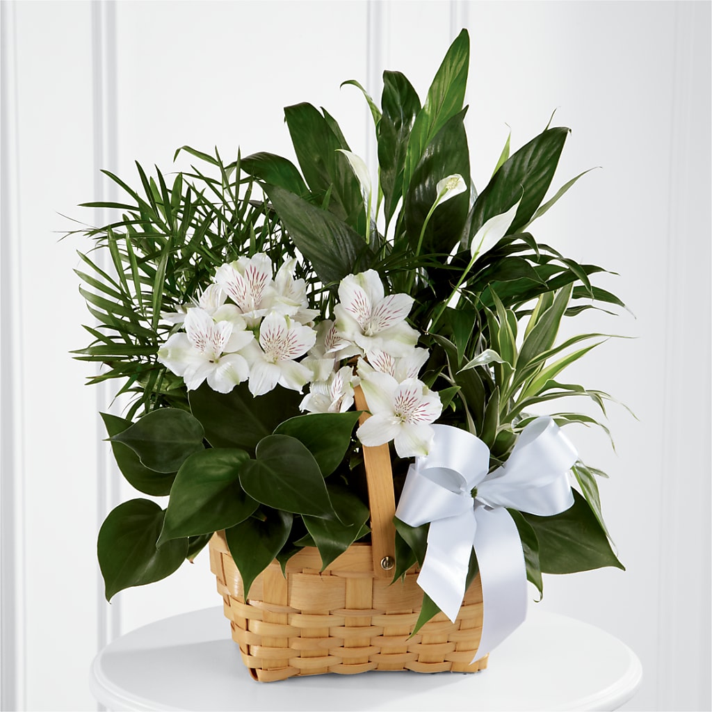Peace & Serenity Dishgarden – Harpers House Of Flowers, Goldsboro NC
