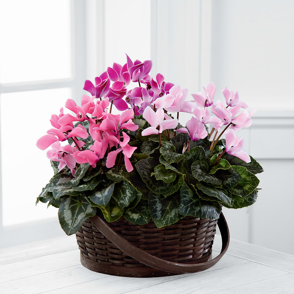 Mixed Cyclamen Planter – Harpers House Of Flowers, Goldsboro NC