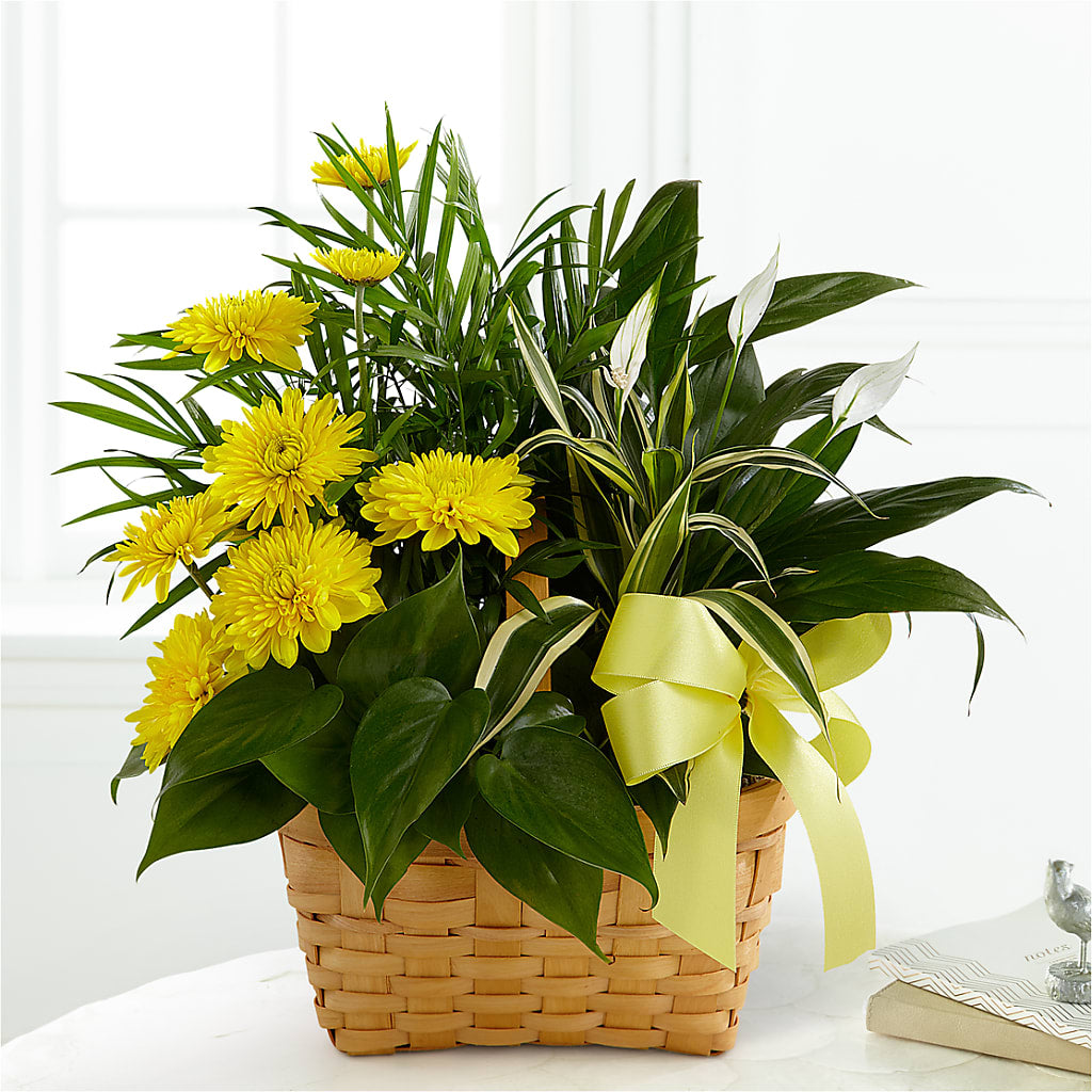 Loving Light Dishgarden – Harpers House Of Flowers, Goldsboro NC