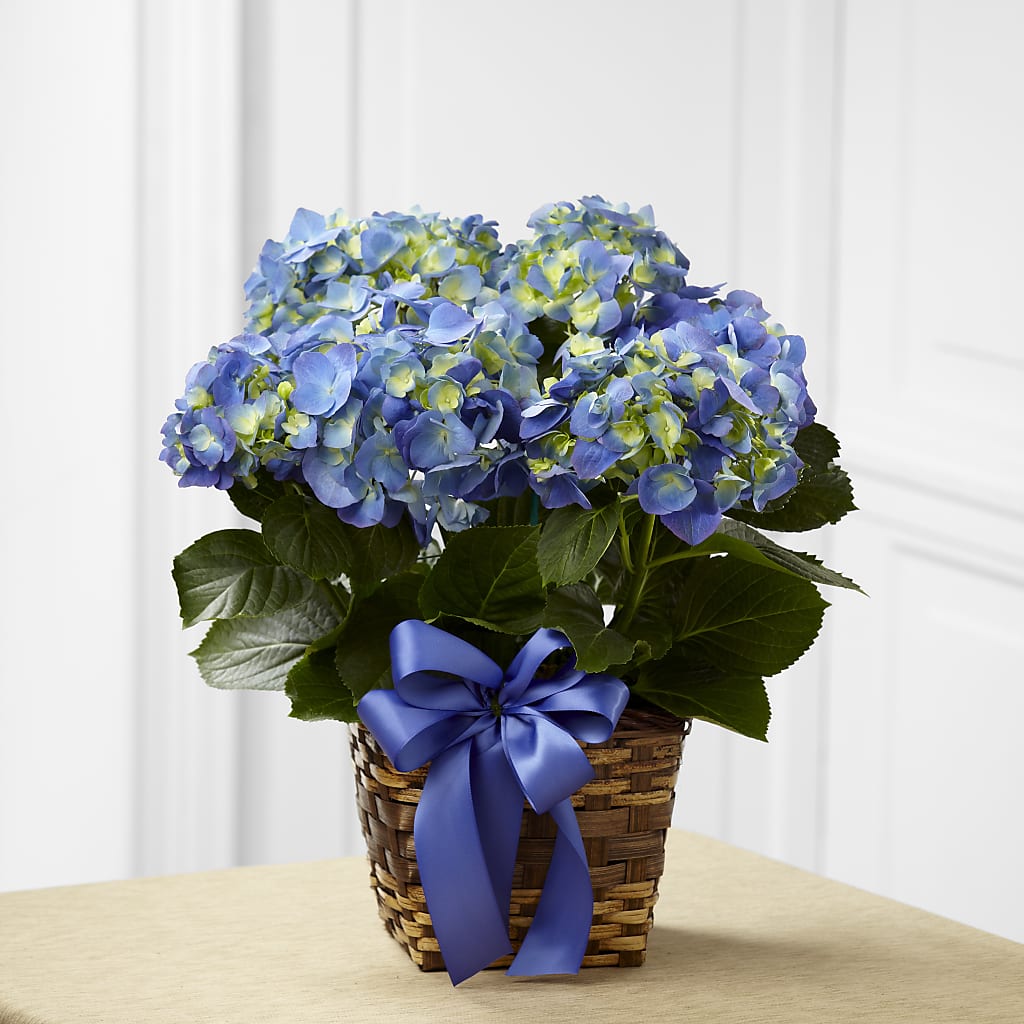 Blue Hydrangea Planter – Harpers House Of Flowers, Goldsboro NC