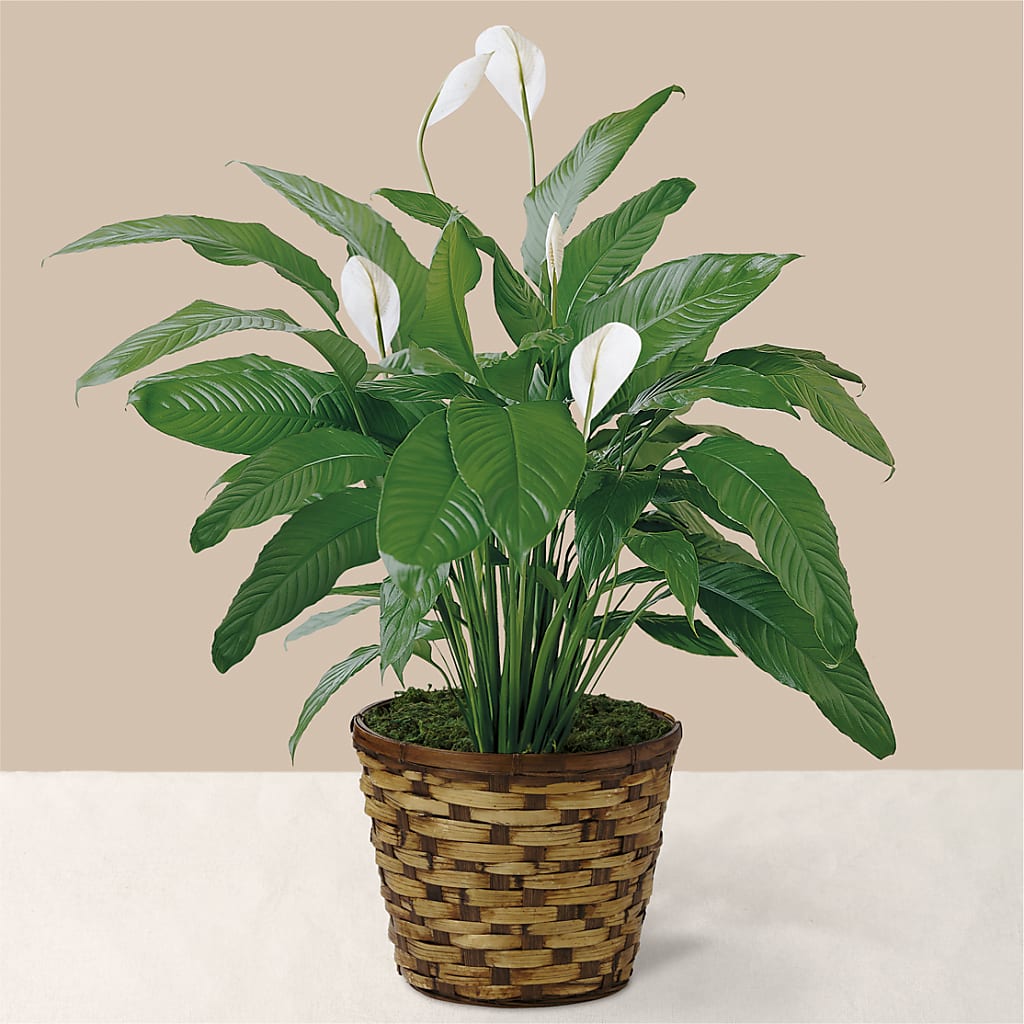 Tranquil Moments Peace Lily Plant – Harpers House Of Flowers, Goldsboro NC
