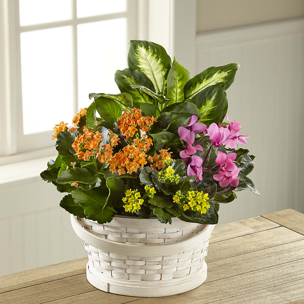 Color Crush Dishgarden – Harpers House Of Flowers, Goldsboro NC