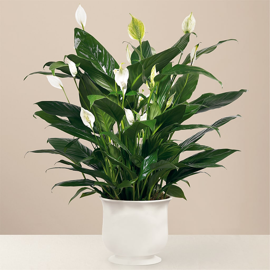 Comfort Planter – Harpers House Of Flowers, Goldsboro NC
