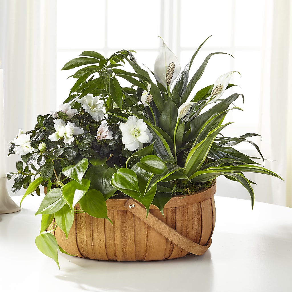 Serene Dishgarden – Harpers House Of Flowers, Goldsboro NC