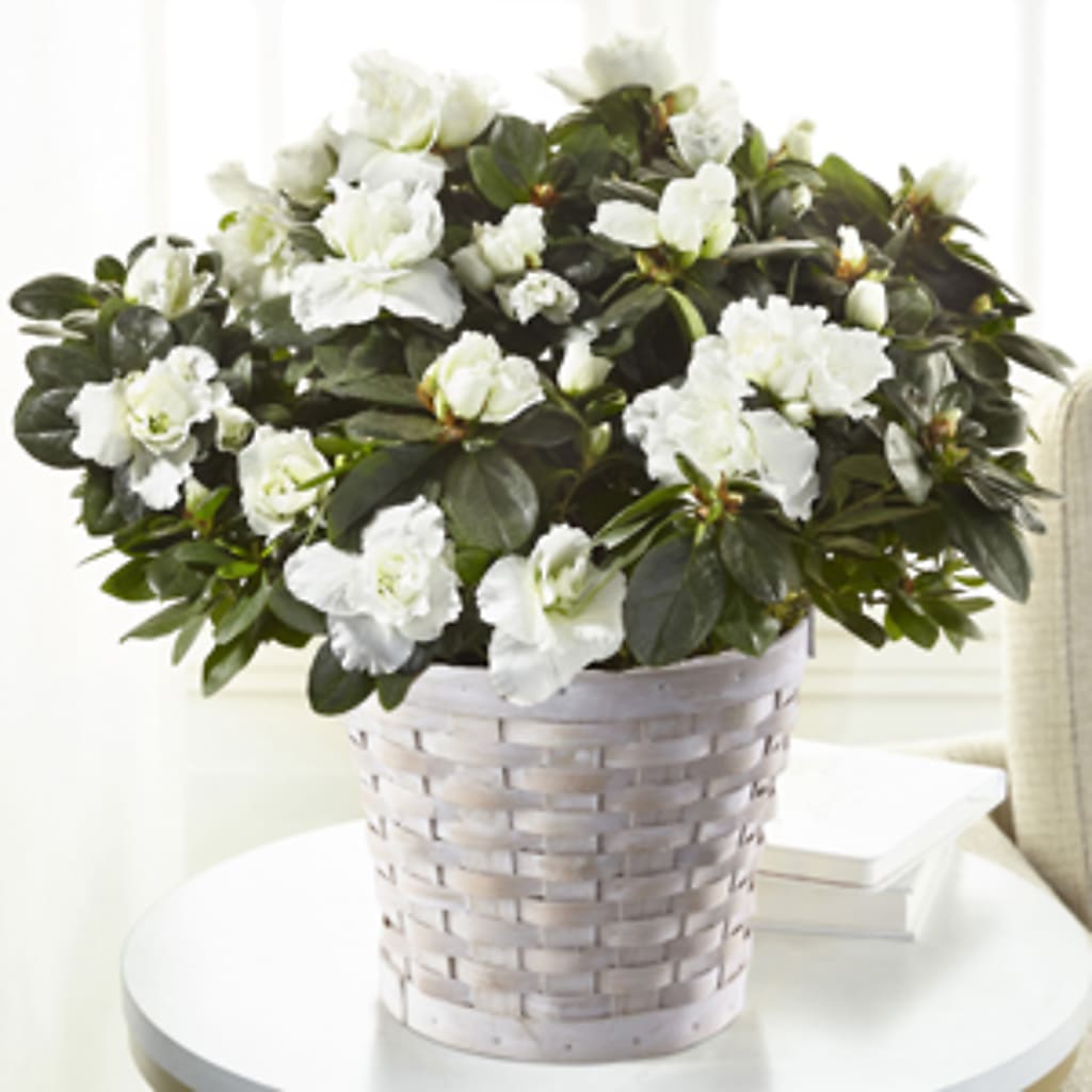 White Azalea Plant – Harpers House Of Flowers, Goldsboro NC