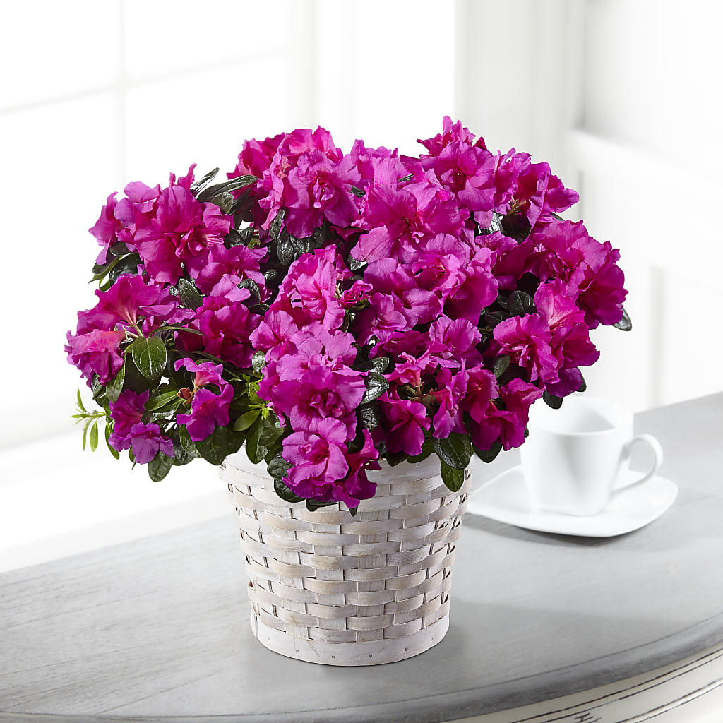 Hope & Serenity Azalea Plant – Harpers House Of Flowers, Goldsboro NC
