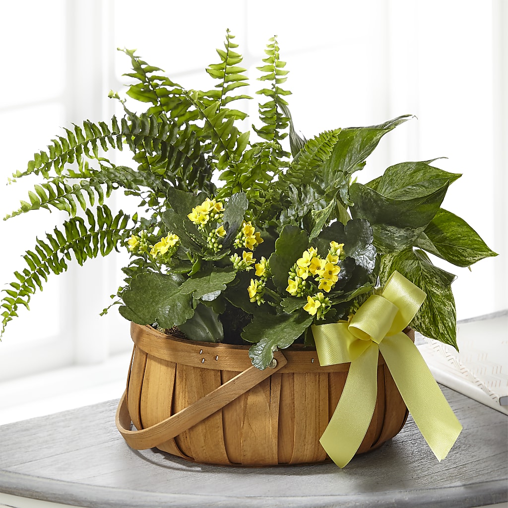 Always Dear Dishgarden – Harpers House Of Flowers, Goldsboro NC