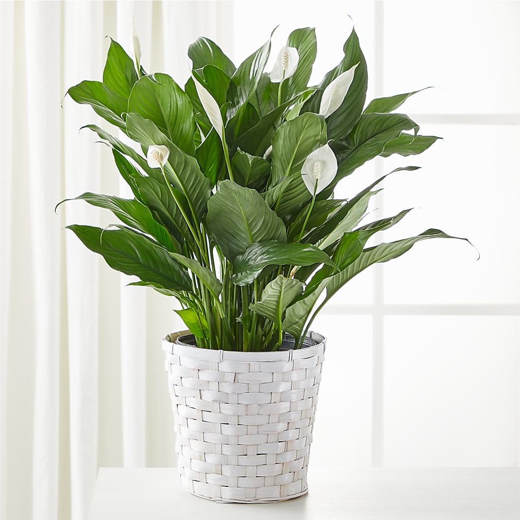 A New Leaf Peace Lily – Harpers House Of Flowers, Goldsboro NC