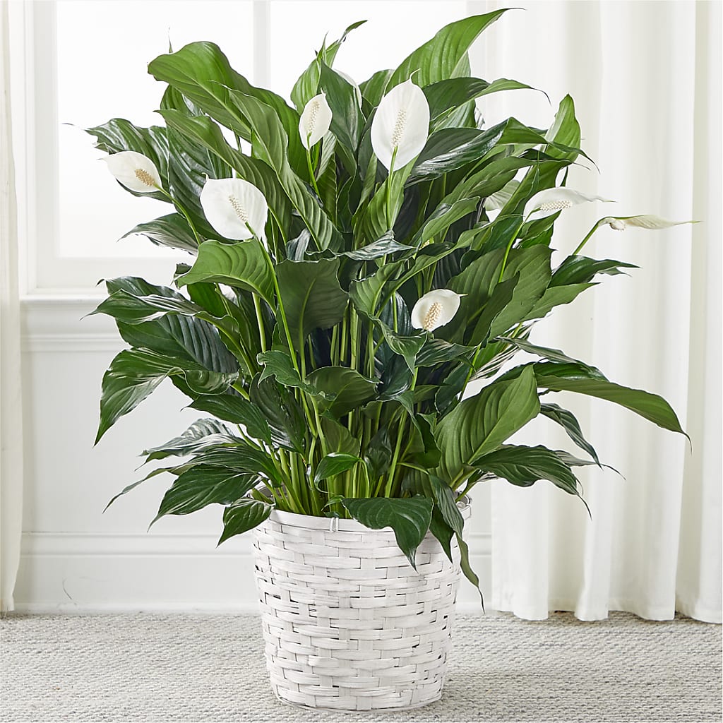 A New Leaf Peace Lily – Harpers House Of Flowers, Goldsboro NC