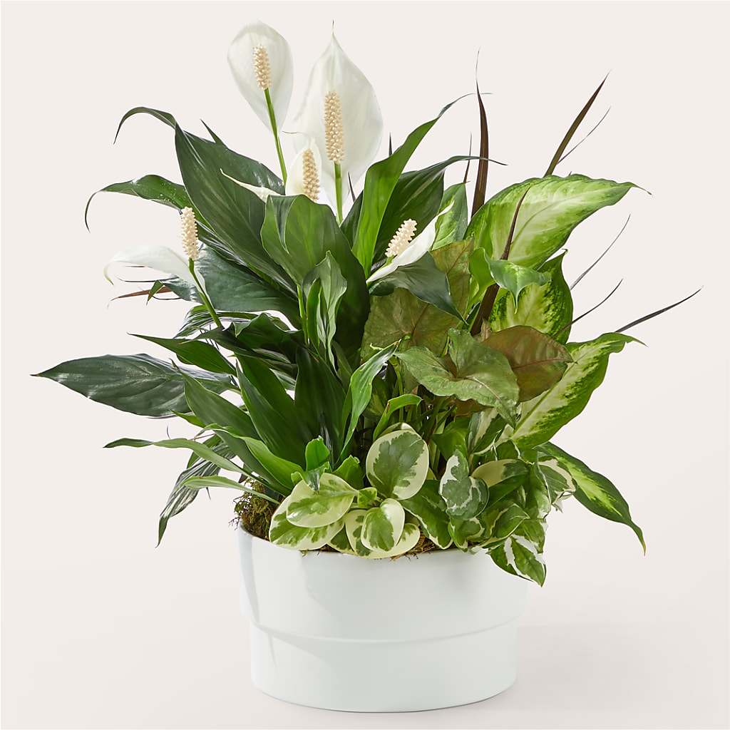 Radiating Positivity Dishgarden – Harpers House Of Flowers, Goldsboro NC