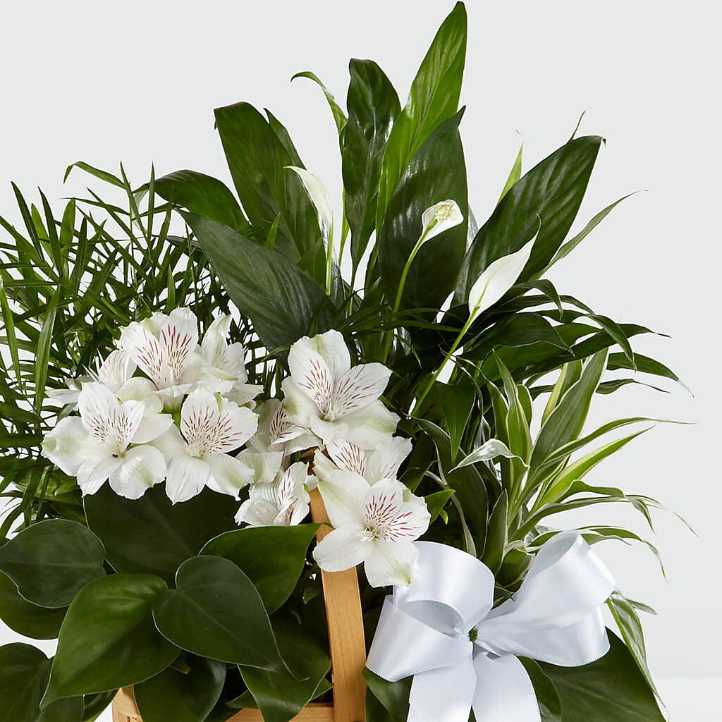 Peace & Serenity Dishgarden –  Harpers House Of Flowers, Goldsboro NC