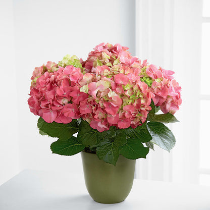 Pink Hydrangea Planter –  Harpers House Of Flowers, Goldsboro NC