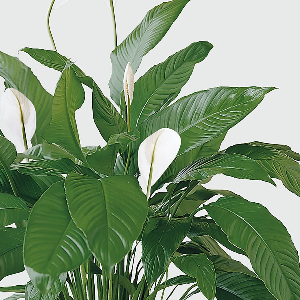 Tranquil Moments Peace Lily Plant –  Harpers House Of Flowers, Goldsboro NC