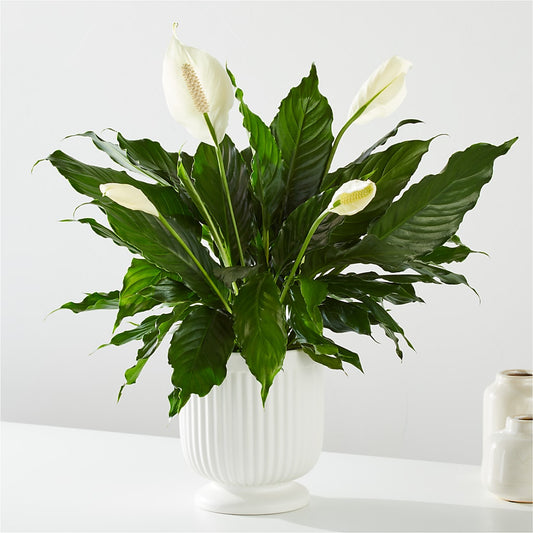 Comfort Planter –  Harpers House Of Flowers, Goldsboro NC