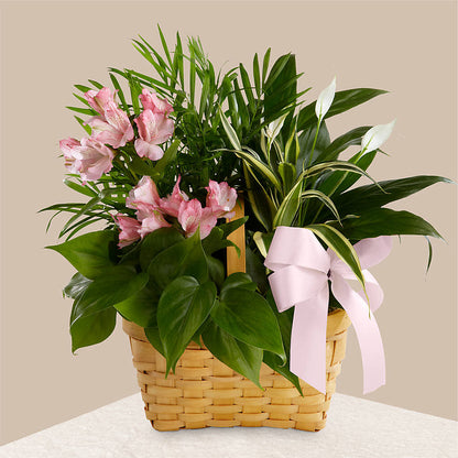 Living Spirit Dishgarden –  Harpers House Of Flowers, Goldsboro NC