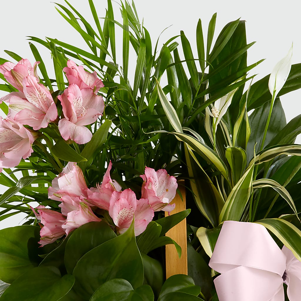 Living Spirit Dishgarden –  Harpers House Of Flowers, Goldsboro NC