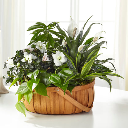Serene Dishgarden –  Harpers House Of Flowers, Goldsboro NC