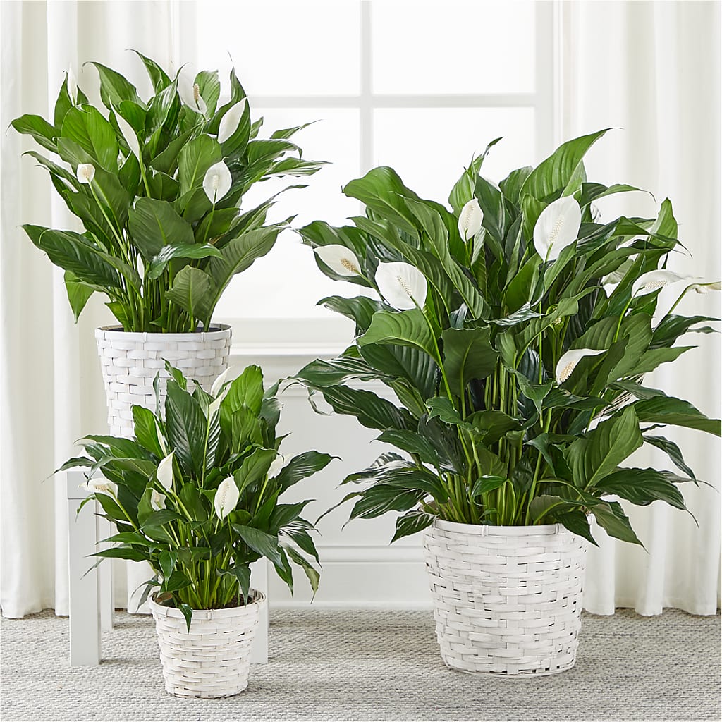 A New Leaf Peace Lily –  Harpers House Of Flowers, Goldsboro NC