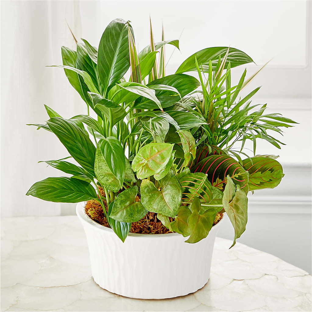 Balance & Harmony Dishgarden –  Harpers House Of Flowers, Goldsboro NC