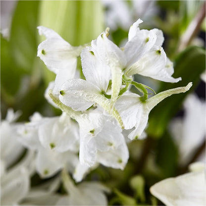Classic Ivory – A Florist Original –  Harpers House Of Flowers, Goldsboro NC